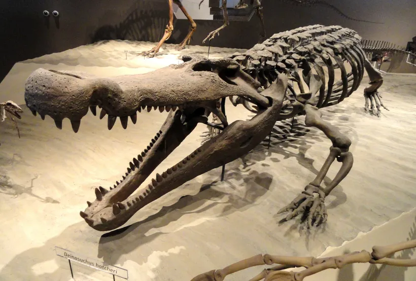 Deinosuchus: Buaya Purba Raksasa yang Lebih Besar dari Dinosaurus