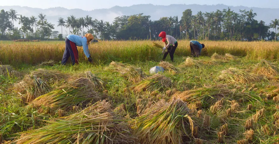 Panen Raya Beras 2025: Produksi Melonjak, Stok Pemerintah Cetak Rekor Tertinggi