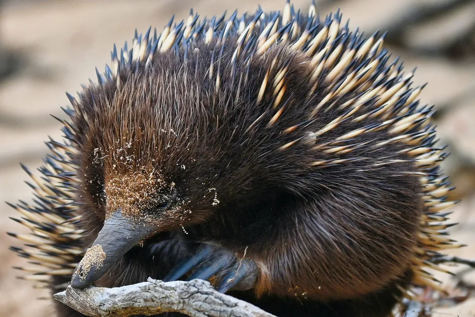 Fosil Ungkap Asal Usul Akuatik Echidna: Nenek Moyang Hidup di Air Seperti Platipus