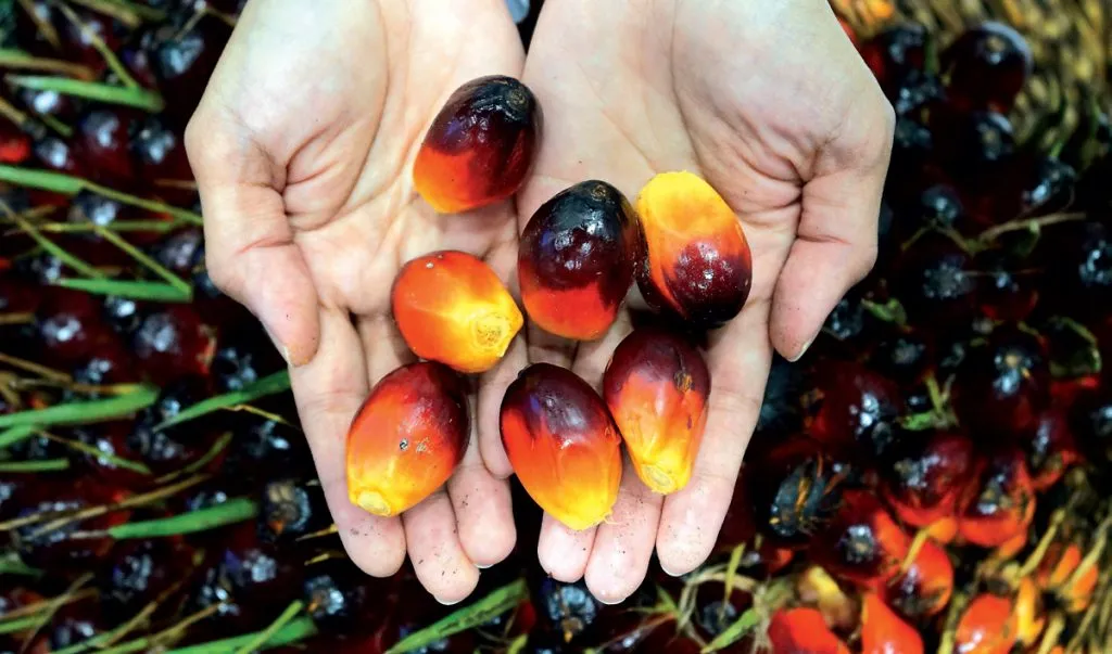 Harga CPO di Pasar Lelang Turun ke Rp13.100 per Kg, TBS Sawit Ikut Tertekan!