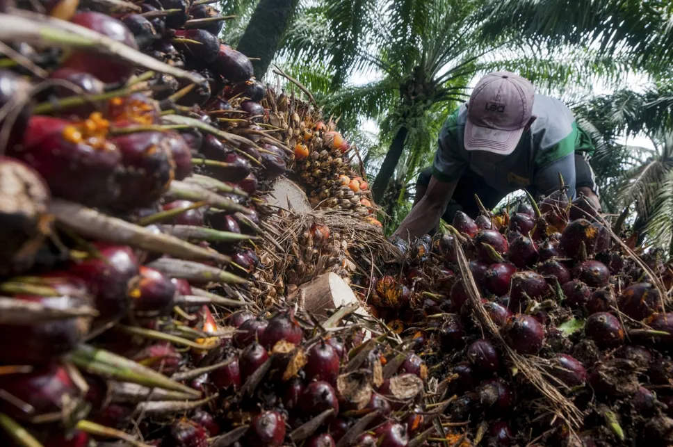 CPO Anjlok, Harga TBS Sawit di Aceh Turun Drastis ke Rp2.580 per Kg!