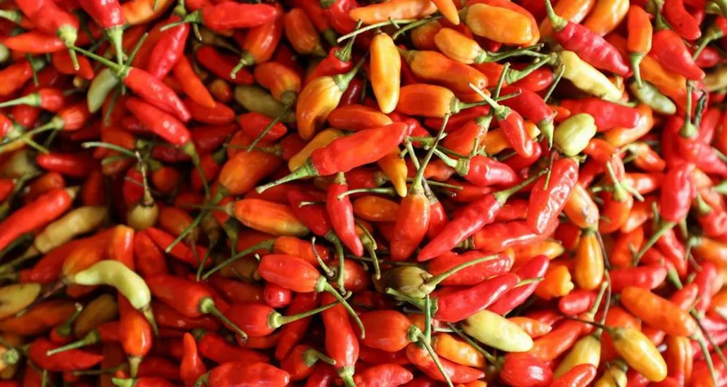 Terungkap! Fluktuasi Harga Cabai Rawit Merah Terkini di Indonesia: Analisis Penyebab dan Dampaknya 2025