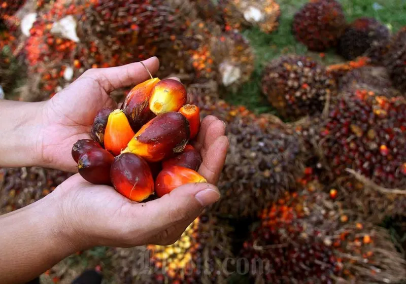 Perang Dagang AS-China Buka Peluang Besar: Permintaan Minyak Sawit Diprediksi Meroket!