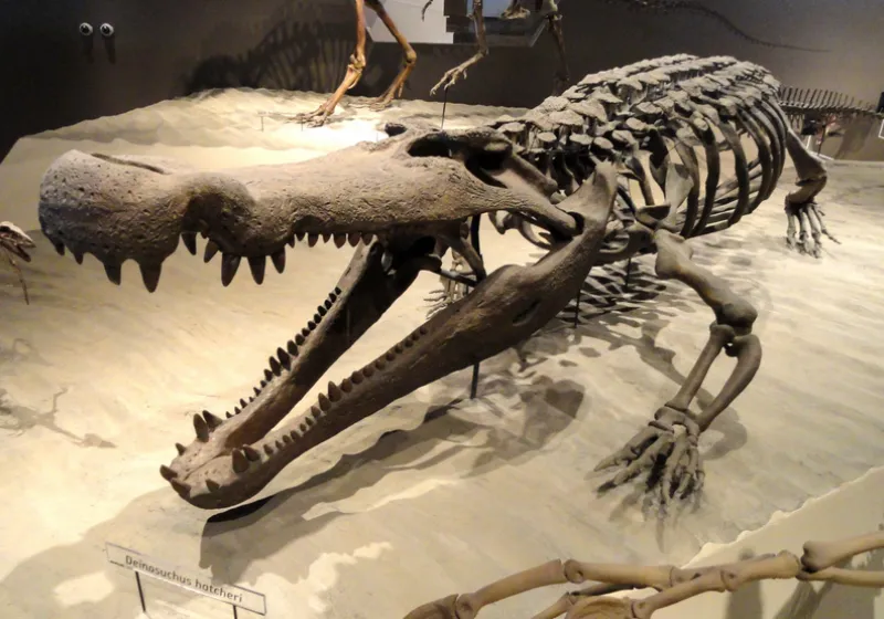 Deinosuchus: Buaya Purba Raksasa yang Lebih Besar dari Dinosaurus