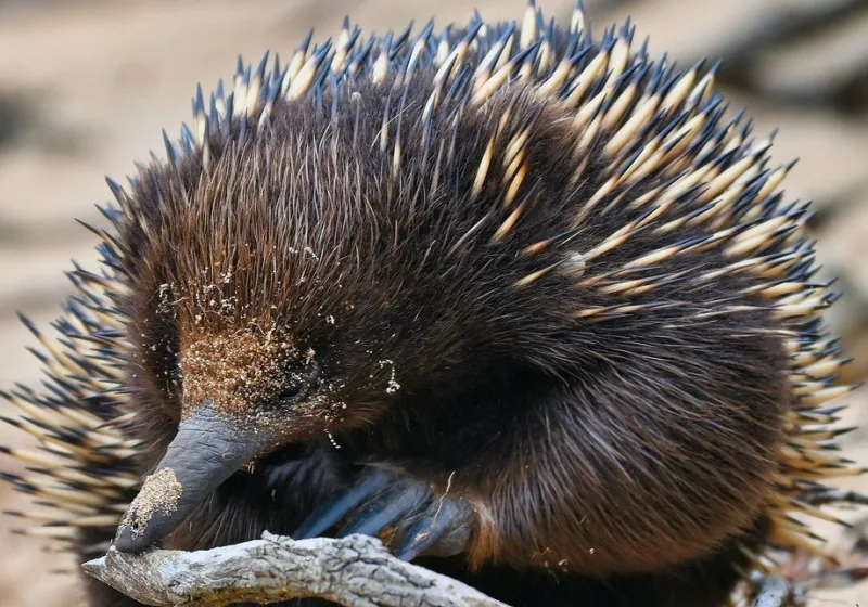 Fosil Ungkap Asal Usul Akuatik Echidna: Nenek Moyang Hidup di Air Seperti Platipus