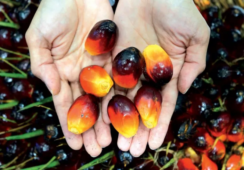 Harga CPO di Pasar Lelang Turun ke Rp13.100 per Kg, TBS Sawit Ikut Tertekan!